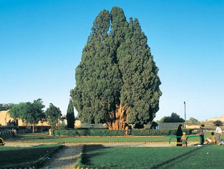 تلاش برای ثبت جهانی سرو ابرکوه